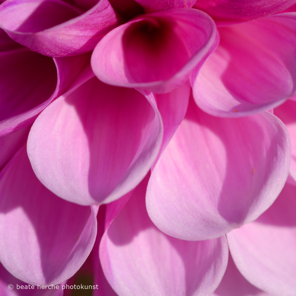 20070805 059quadrat02