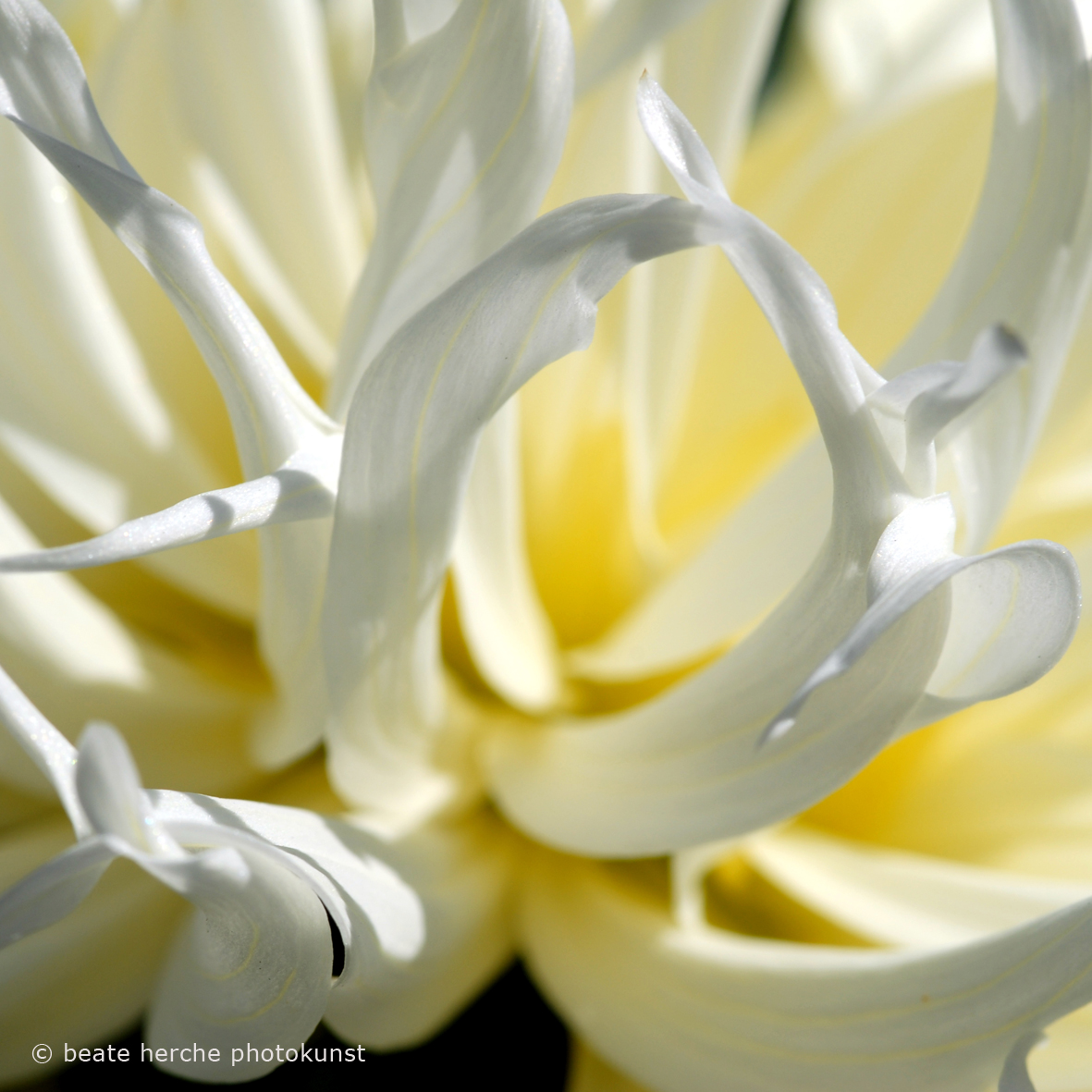 20070805 111quadrat02