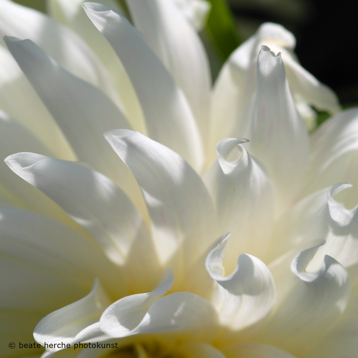 20070805 112quadrat01