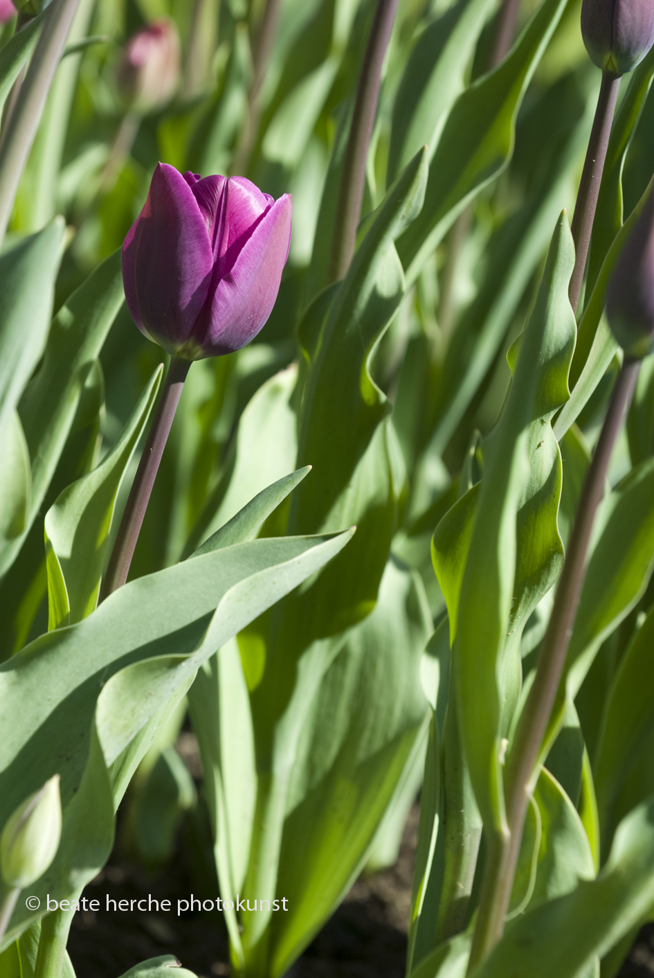 2010 04 23 1059 hoch Kopie