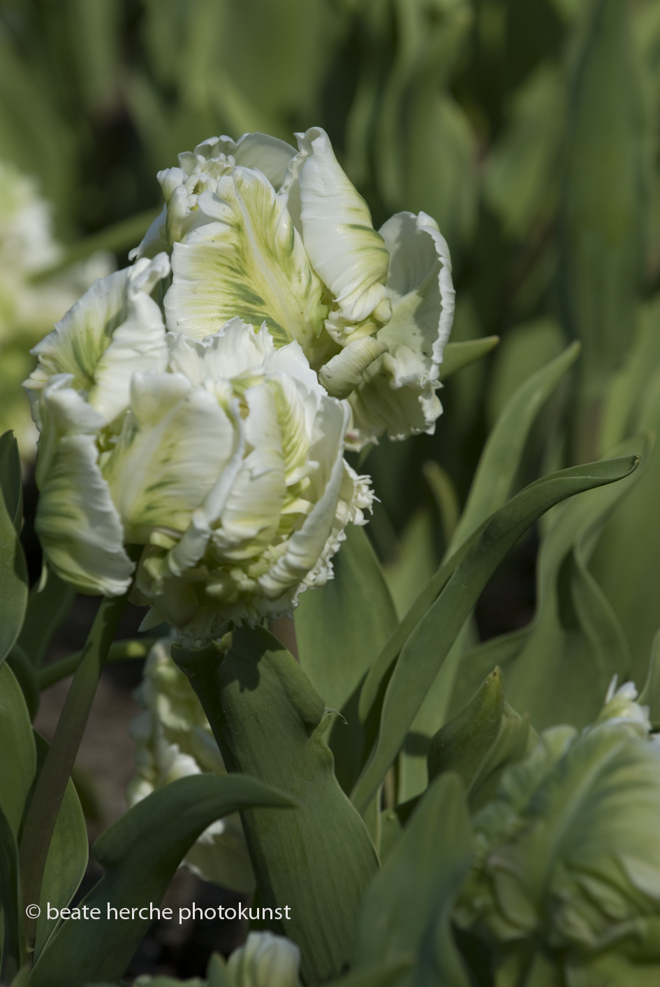 2010 04 23 1202 hoch Kopie