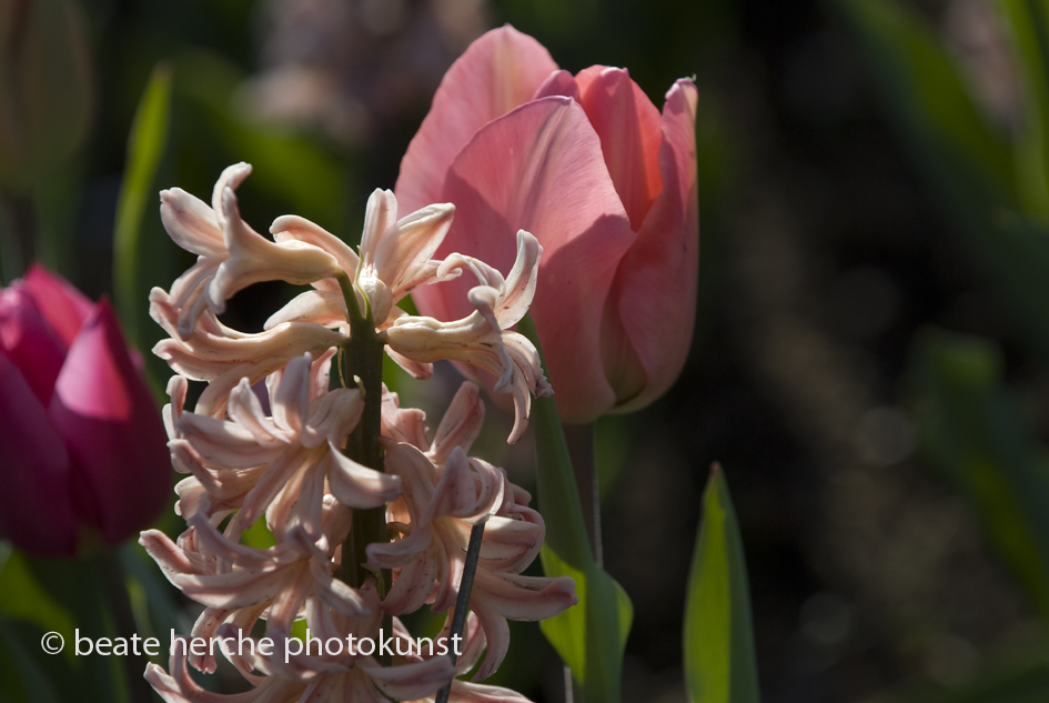 2010 04 23 1374 Kopie