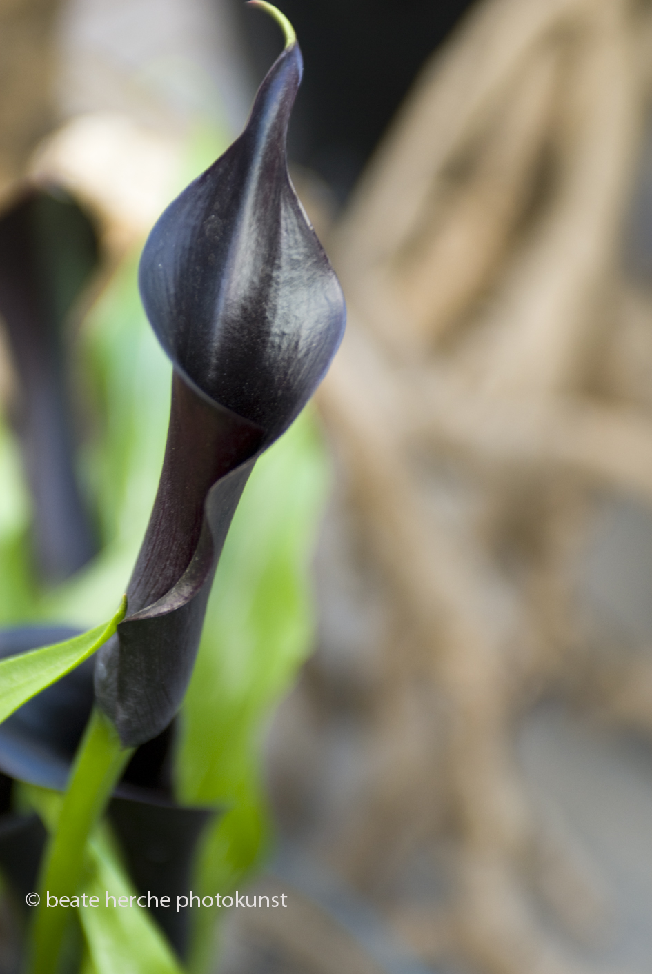 2010 04 23 1430 hoch Kopie