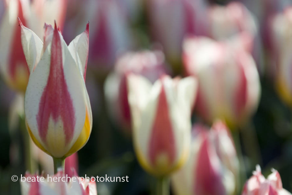 2010 04 23 1608 Kopie