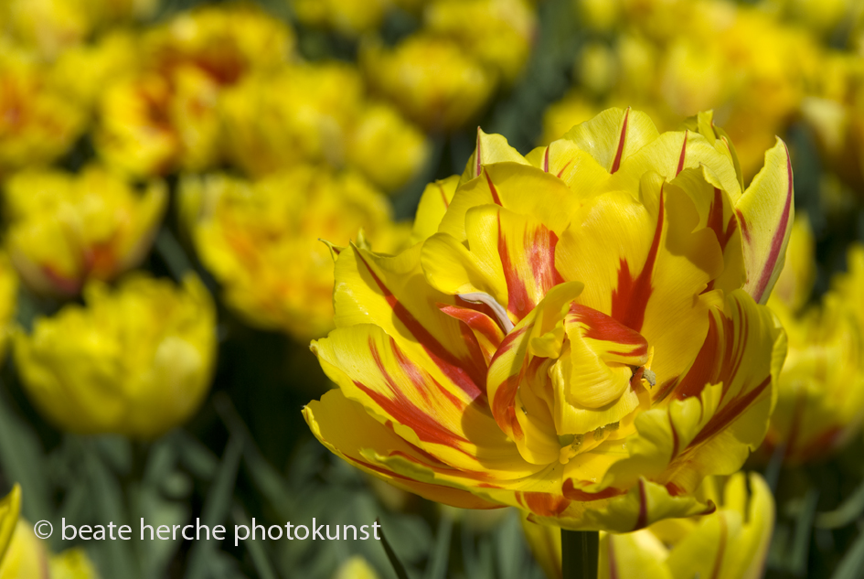 2010 04 23 365 Kopie