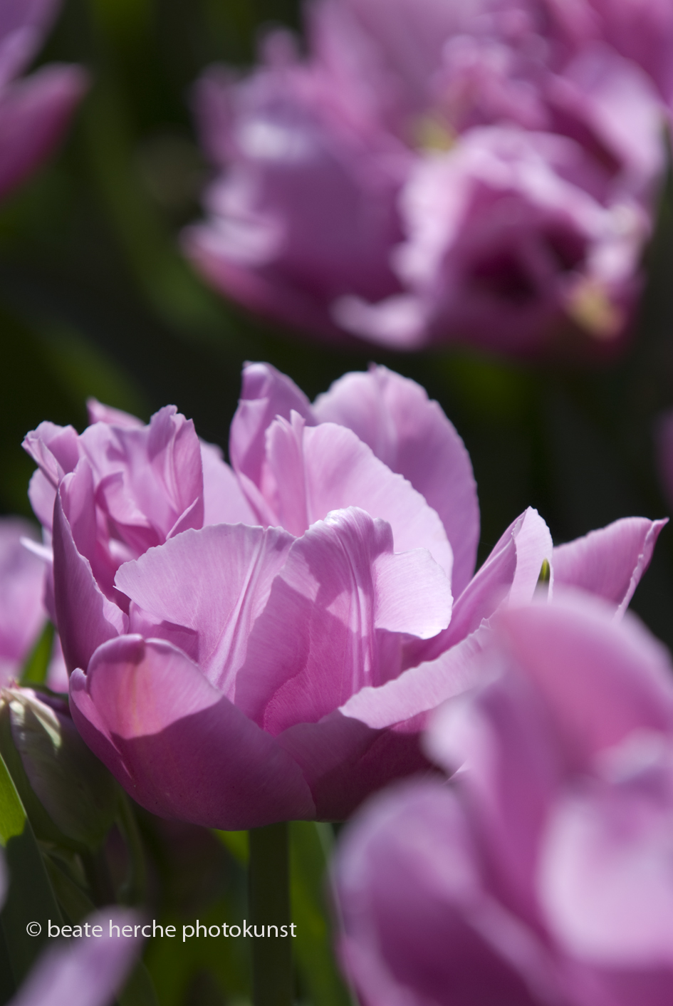 2010 04 23 536 hoch Kopie