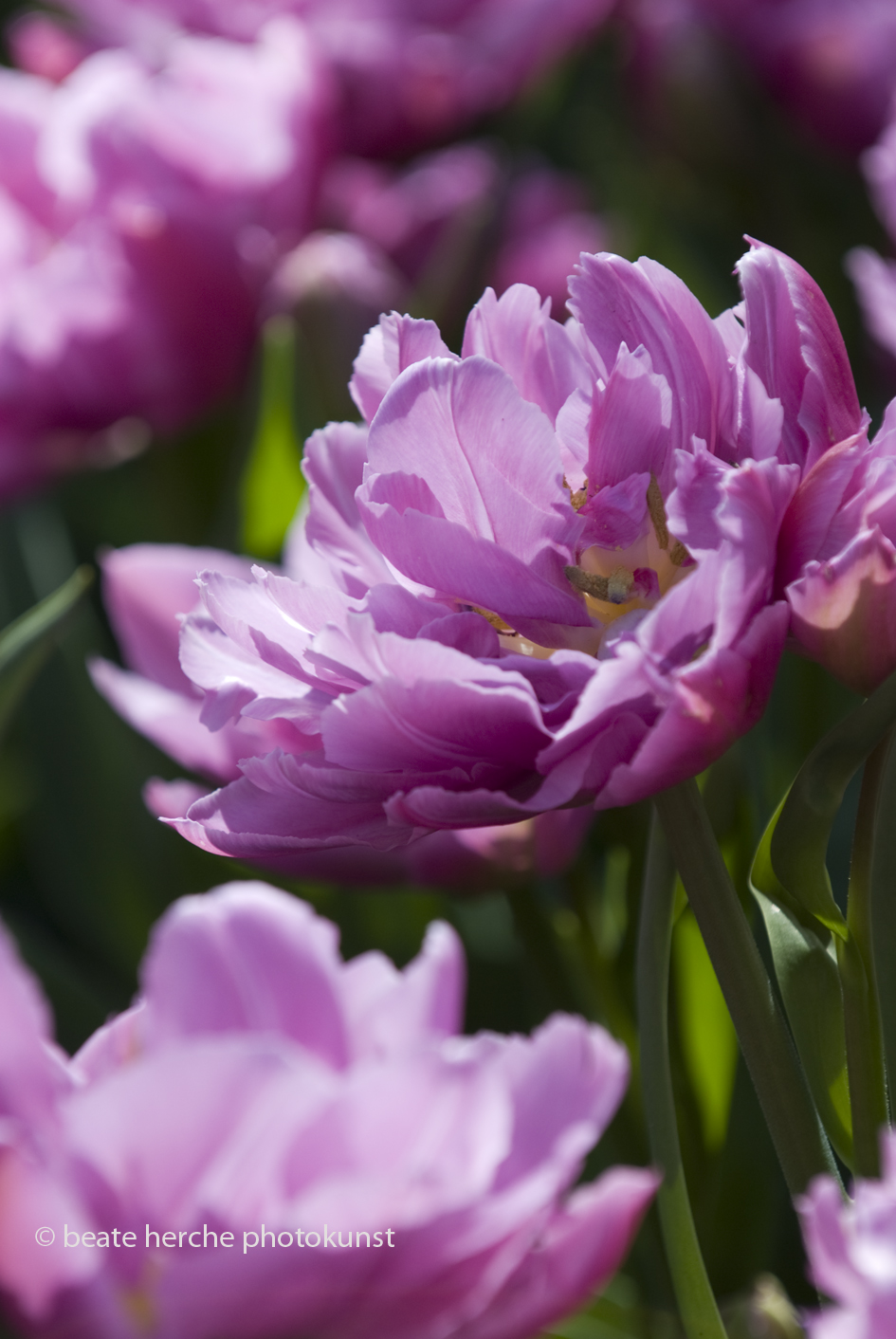 2010 04 23 539 hoch Kopie