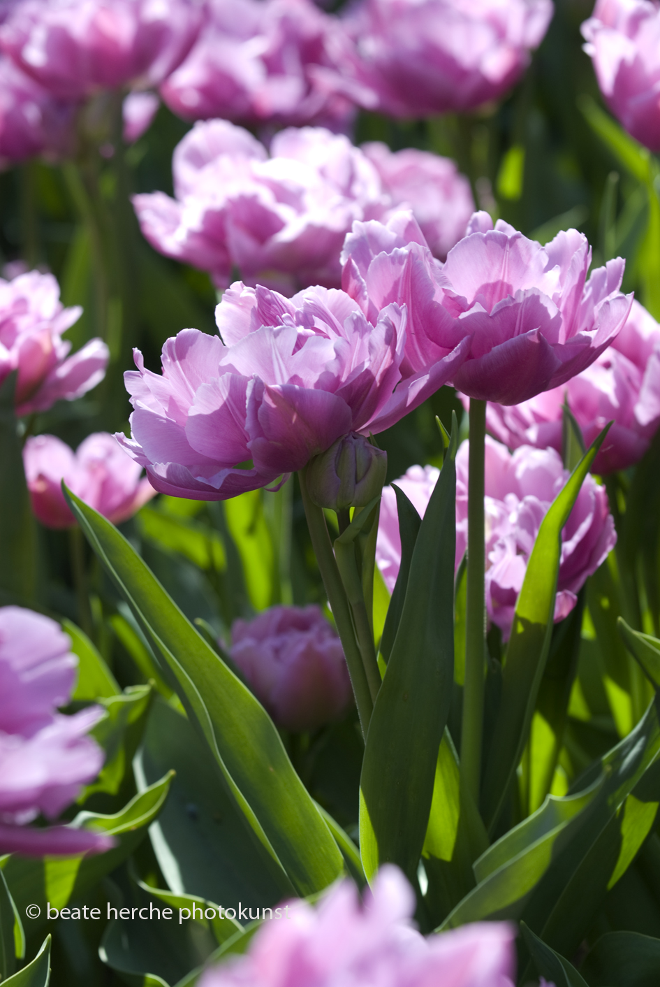 2010 04 23 547 hoch Kopie