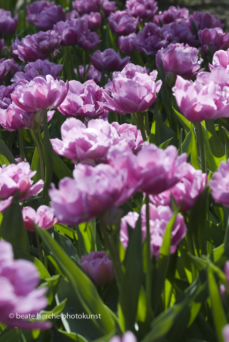 2010 04 23 552 hoch Kopie